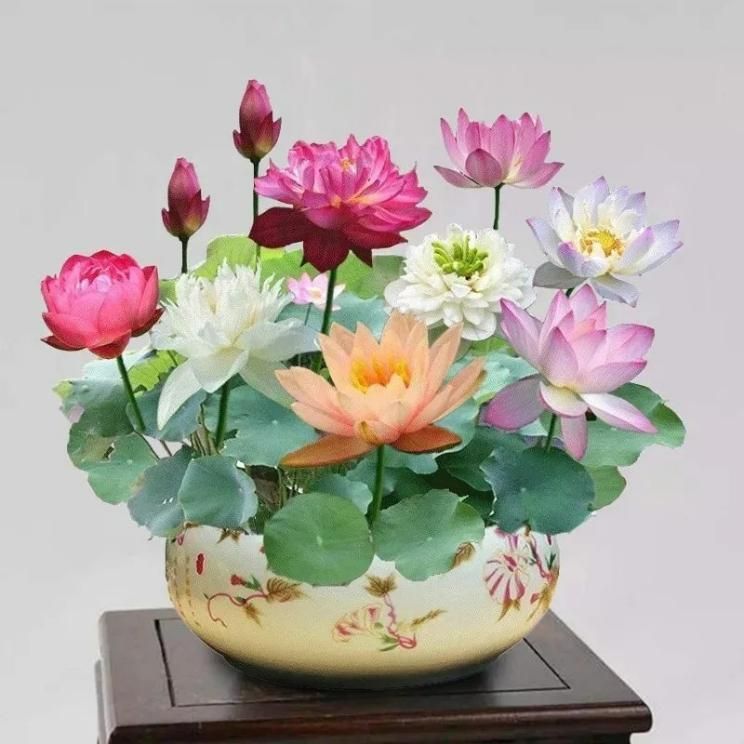 Japanese Bonsai Multicolor Bowl Lotus Seeds