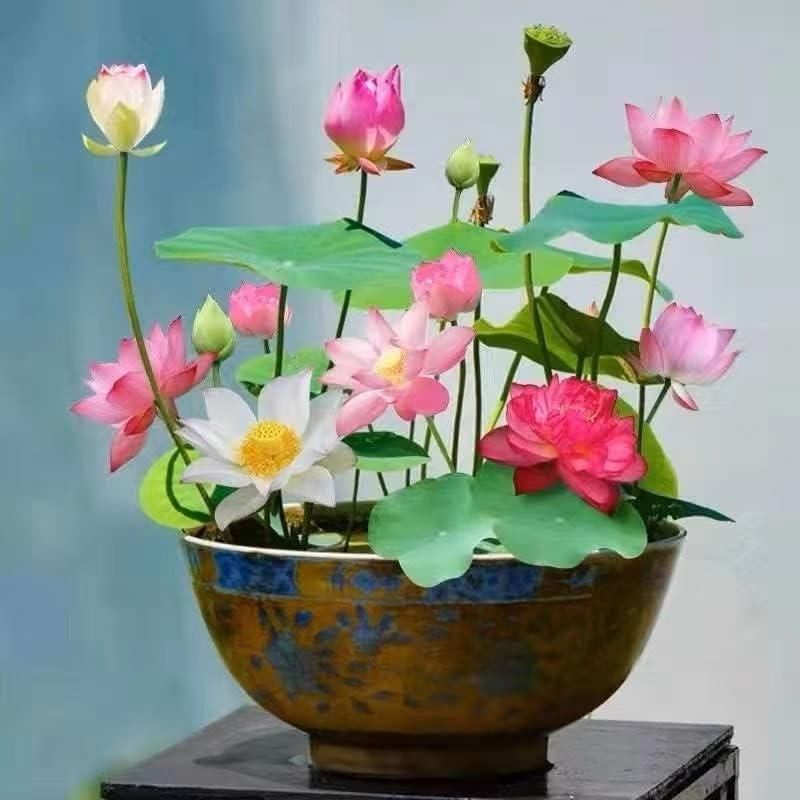 Japanese Bonsai Multicolor Bowl Lotus Seeds