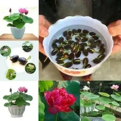 Japanese Bonsai Multicolor Bowl Lotus Seeds